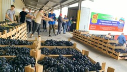 17 тонн винограда для военнослужащих поступило в Белгородский логистический центр из Дагестана