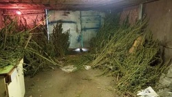 Новооскольские полицейские изъяли у местной жительницы более 16 кг конопли