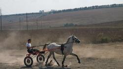 Жители и гости Новооскольского округа стали зрителями соревнований по конному спорту
