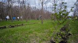 Специалисты приступили к реабилитации деревьев в новооскольском парке Воинской Славы